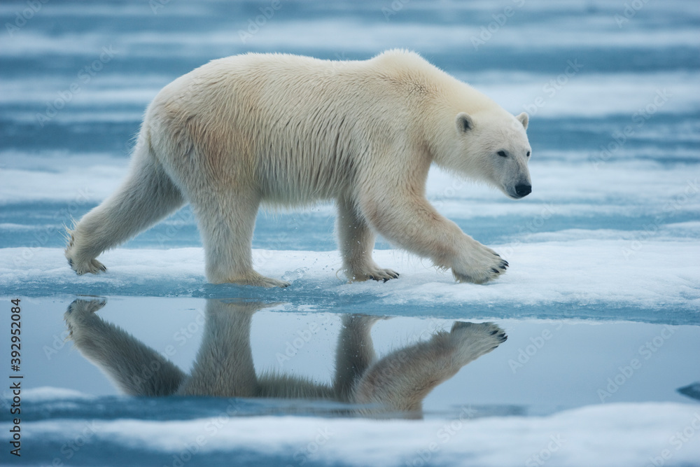 Polar Bear, Svalbard, Norway Polar Bear, Svalbard, Norway