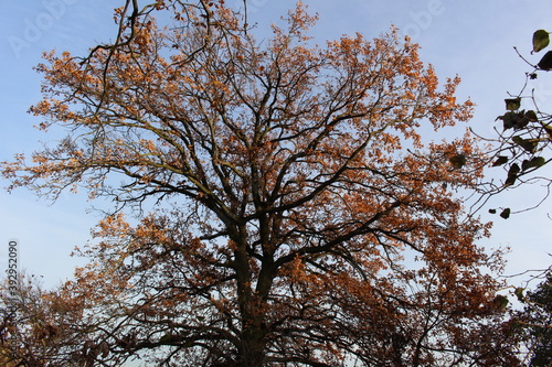 Fototapeta Naklejka Na Ścianę i Meble -  Złota polska jasień