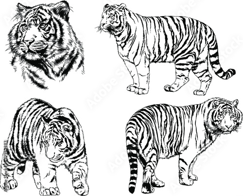 vector drawings sketches different predator   tigers lions cheetahs and leopards are drawn in ink by hand   objects with no background