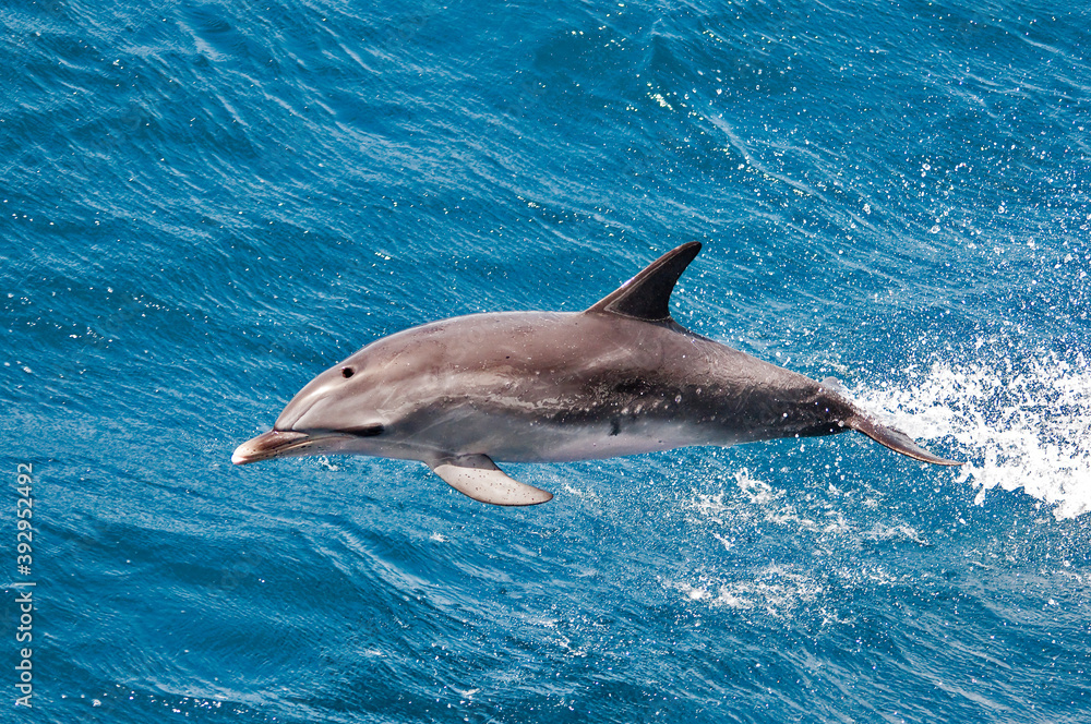 Naklejka premium delfin