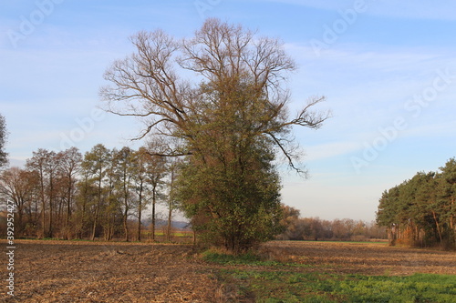 Fototapeta Naklejka Na Ścianę i Meble -  Złota polska jasień