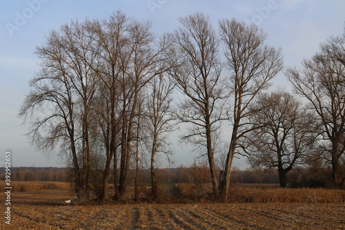 Fototapeta Naklejka Na Ścianę i Meble -  Złota polska jasień
