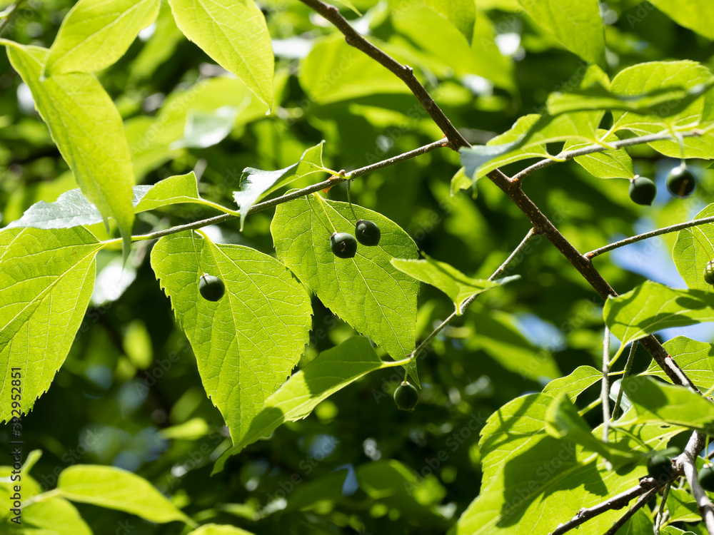 Stockfoto med beskrivningen (Celtis occidentalis) Common hackberry tree