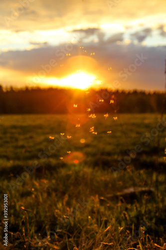 Sunset mosquito yellow lighting background