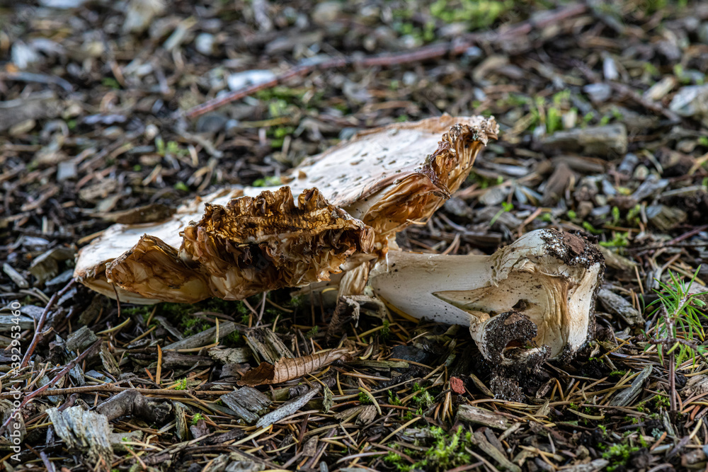 mushrooms mushrooms