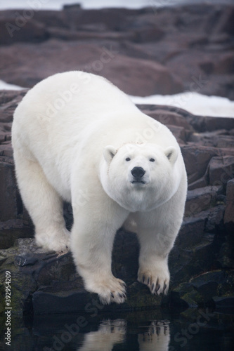 Polar Bear, Svalbard, Norway © Paul