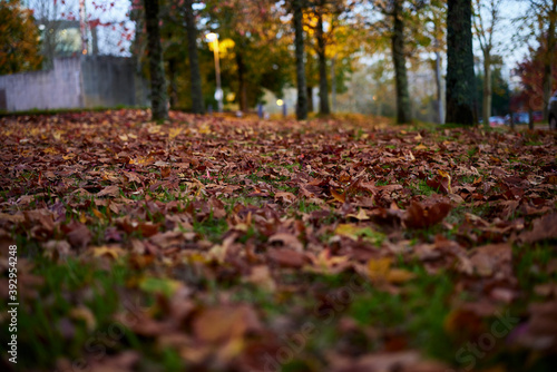 Bosque en otoño con hojas en el suelo photo