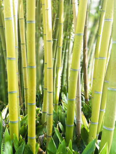 Bamboo forest forming background. Tall bamboo sticks in a natural light in the Asian garden