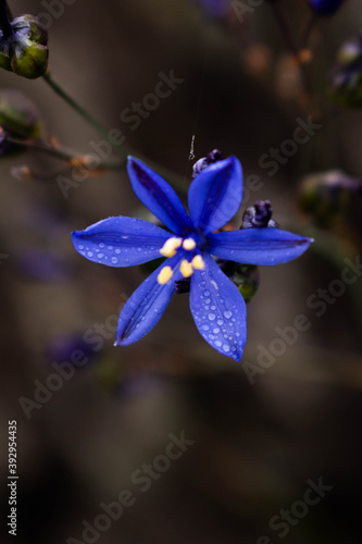 blue flower macro