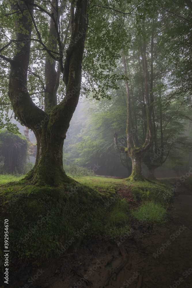 Bosque Hayedo de Otzarreta nublado en el Pais Vasco Bosque Hayedo de Otzarreta nublado en el Pais Vasco