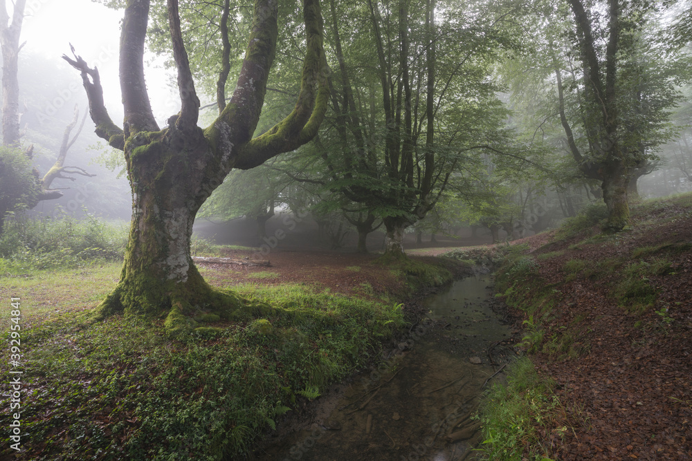 Bosque Hayedo de Otzarreta nublado en el Pais Vasco Bosque Hayedo de Otzarreta nublado en el Pais Vasco