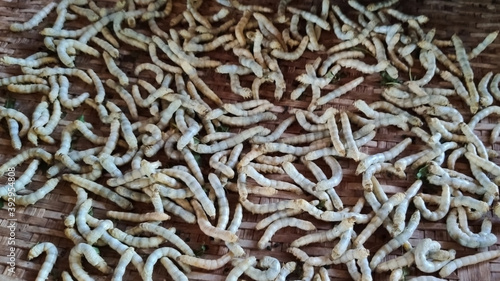 Bombyx mori, the domestic silkworms. Larva
