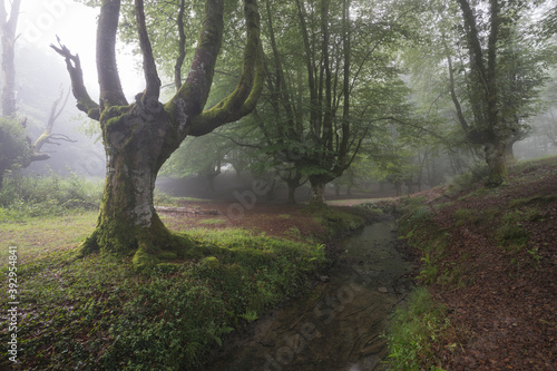 Bosque Hayedo de Otzarreta nublado en el Pais Vasco