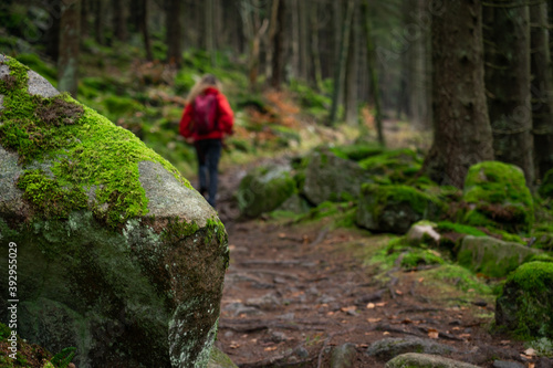 Wandern im Harz / Wald