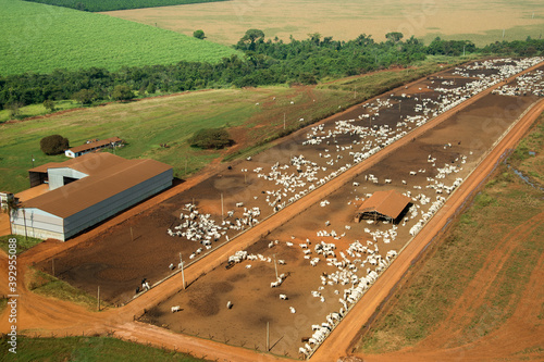 Vista aérea de fazenda de criação de gado de corte