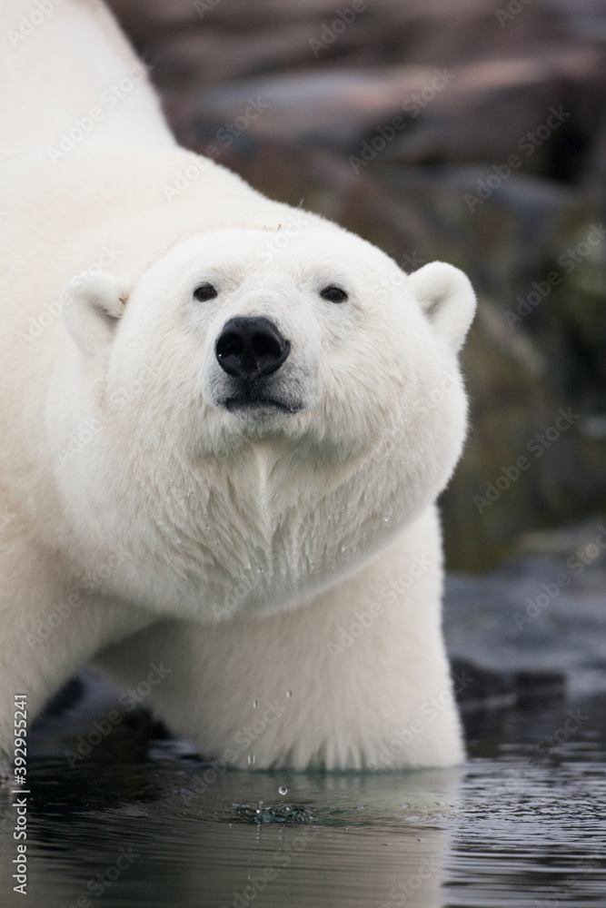 Fototapeta premium Polar Bear, Svalbard, Norway
