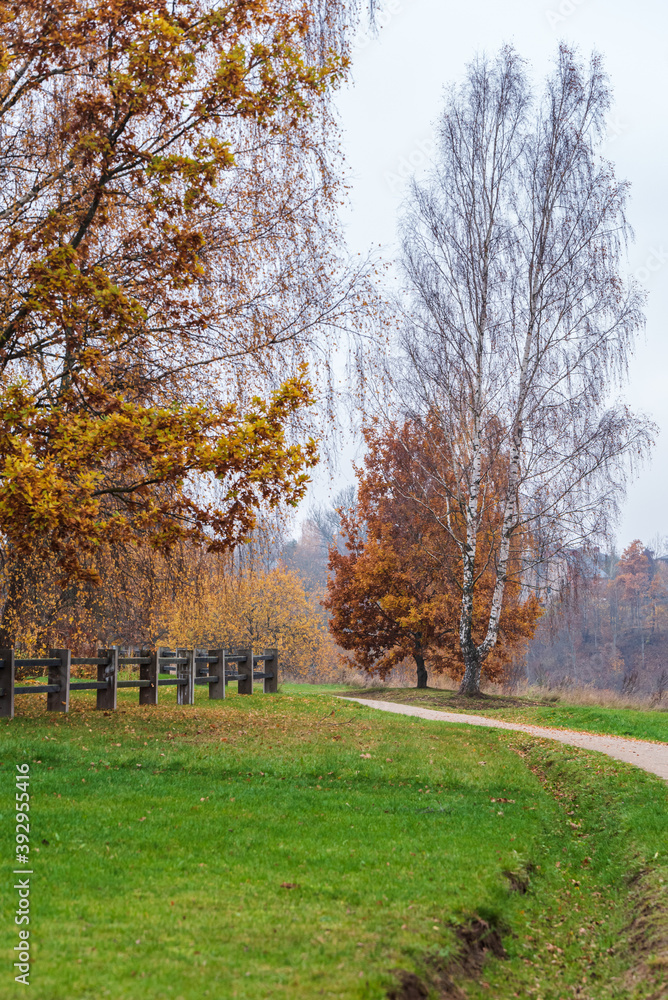 autumn green grass, road, fence and trees