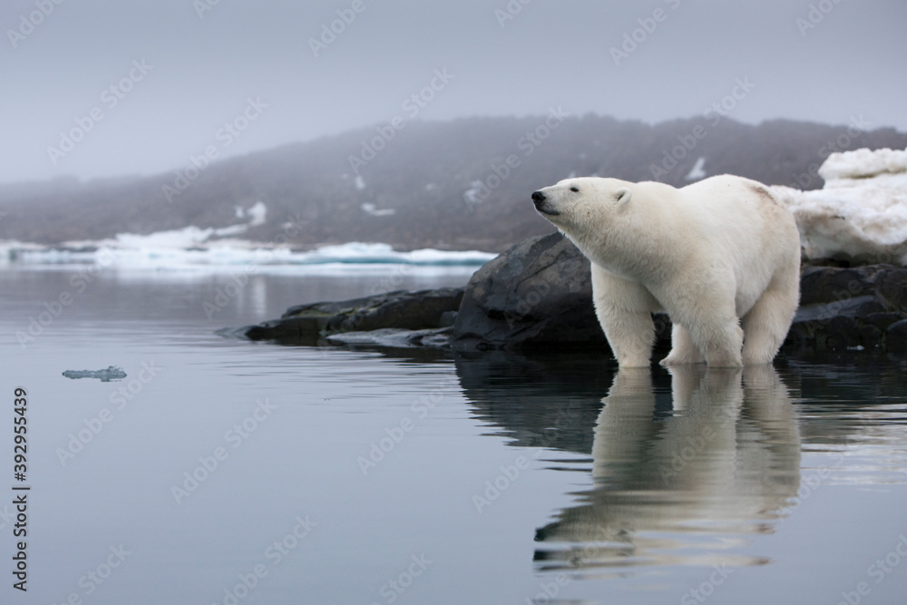 Fototapeta premium Polar Bear, Svalbard, Norway