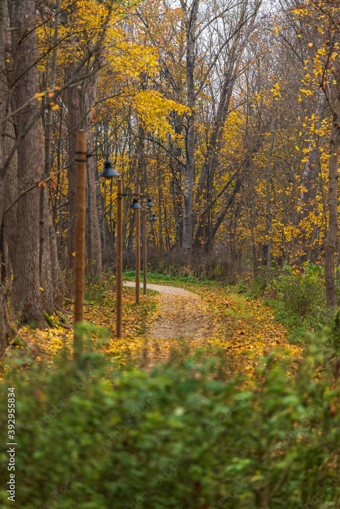 Fototapeta premium nature trails meander in autumn with leaves
