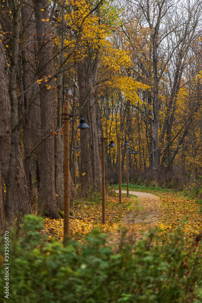 nature trails meander in autumn with leaves nature trails meander in autumn with leaves