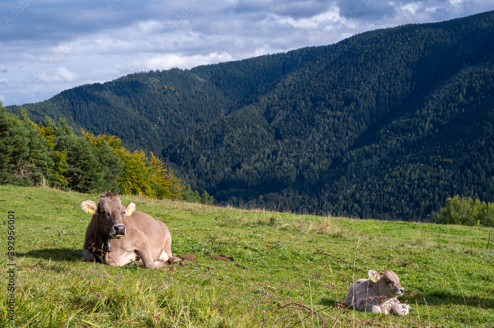 Mountain cows grazing on an alpine pasture in the Austtria in summer.