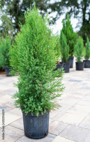 Cypress in pots, trees in a nursery, for sale on landscaping, evergreen
