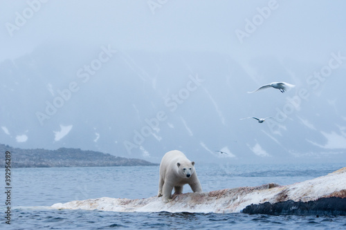 Polar Bear and Whale Carcass  Svalbard  Norway