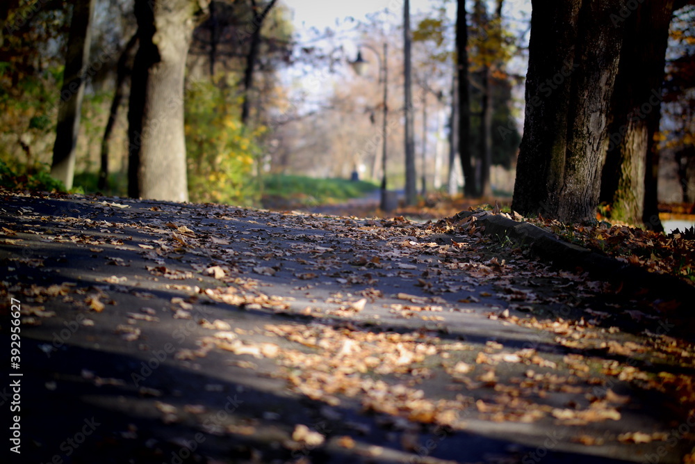 autumn in the park autumn in the park