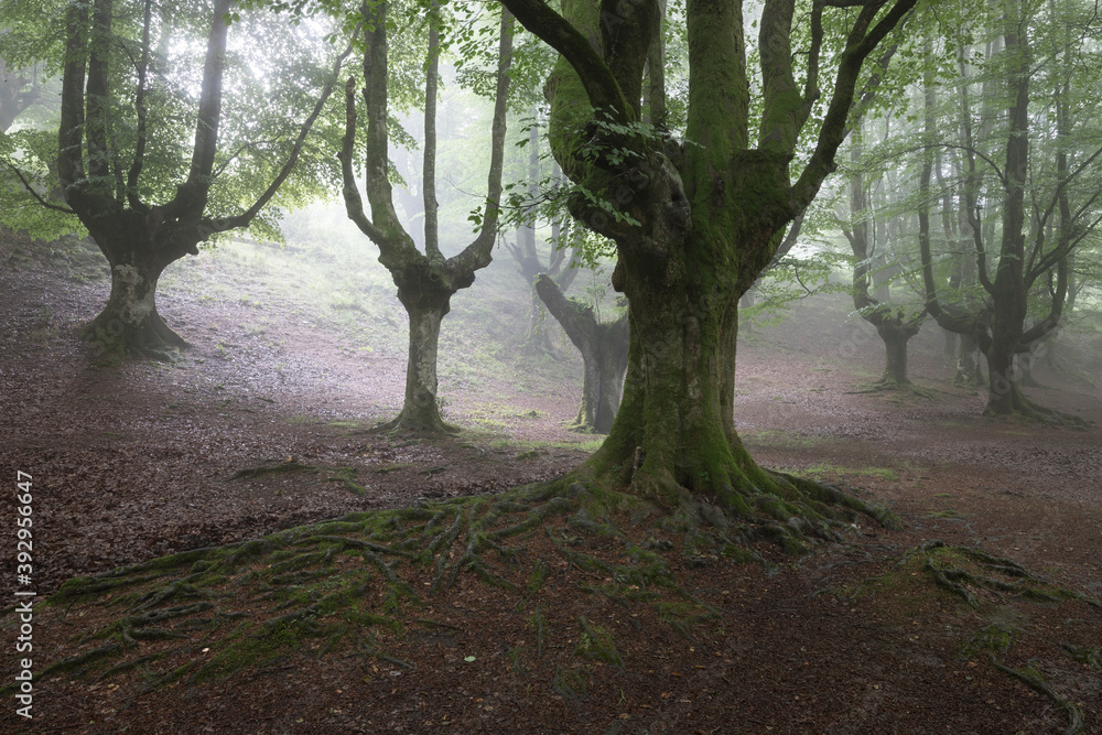 Bosque Hayedo de Otzarreta nublado en el Pais Vasco Bosque Hayedo de Otzarreta nublado en el Pais Vasco