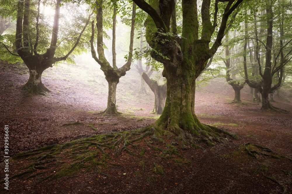 Naklejka premium Bosque Hayedo de Otzarreta nublado en el Pais Vasco