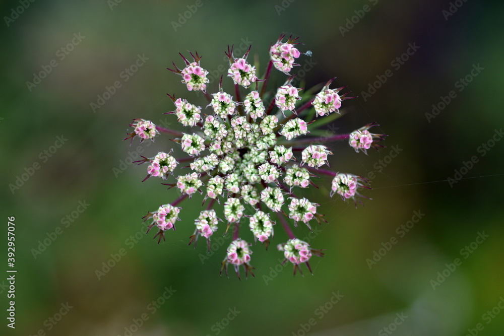 Junge Blüte eines Wiesenkerbels Junge Blüte eines Wiesenkerbels