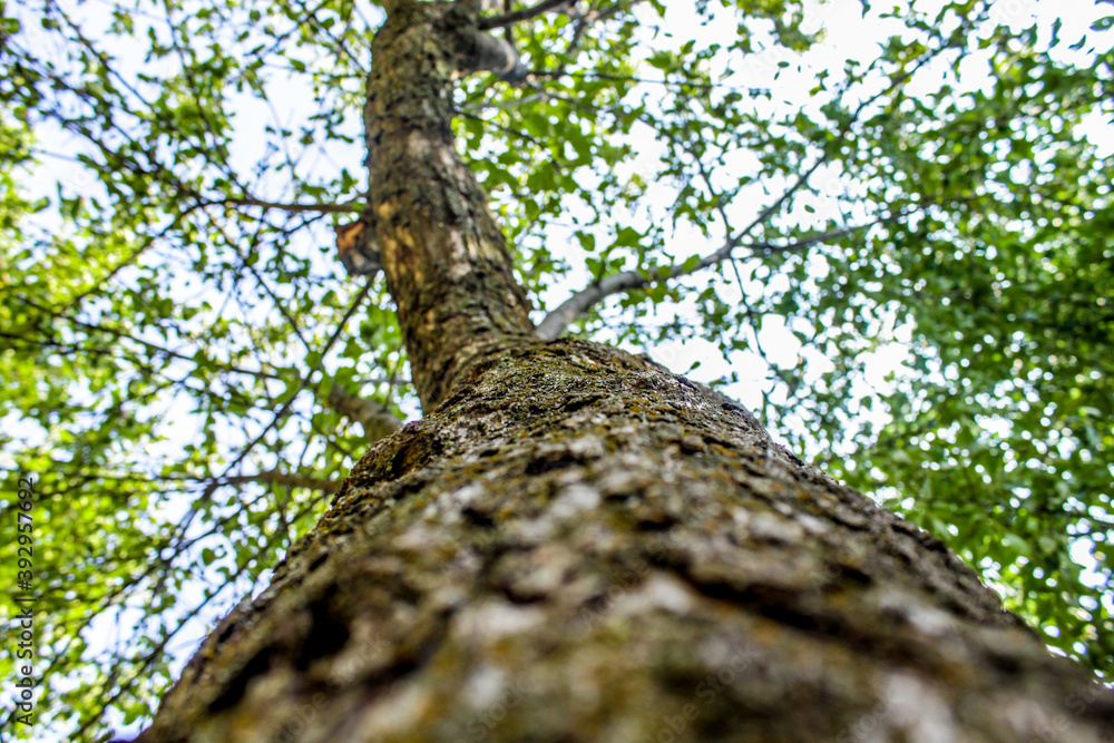 large apple tree from the lower angle