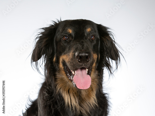 Hovawart dog portrait in a studio. Image with white background, copy space.