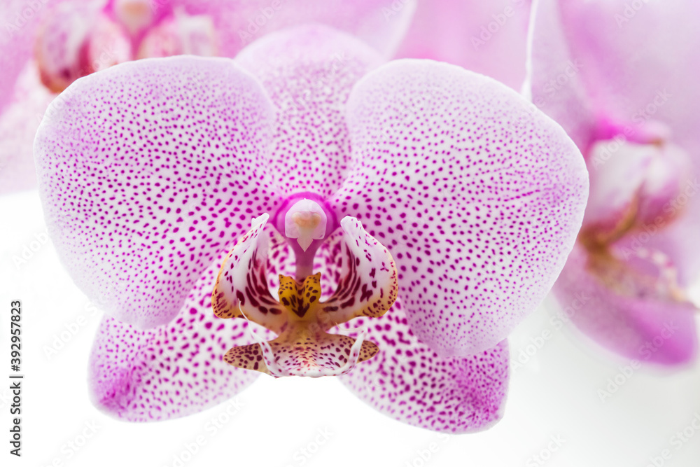 Fototapeta premium Beautiful and large spotted purple flowers of moth orchid (Phalaenopsis) on white background