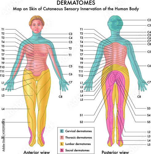 Map on Skin of Cutaneous Sensory Innervation of the Human Body