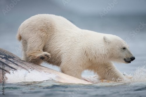Polar Bear Feeding on Fin Whale, Svalbard, Norway