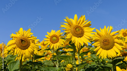 Sonnenblumen 18