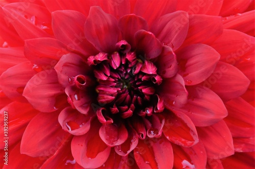 Red dahlia flower petals, full frame, macro image © izzzy71