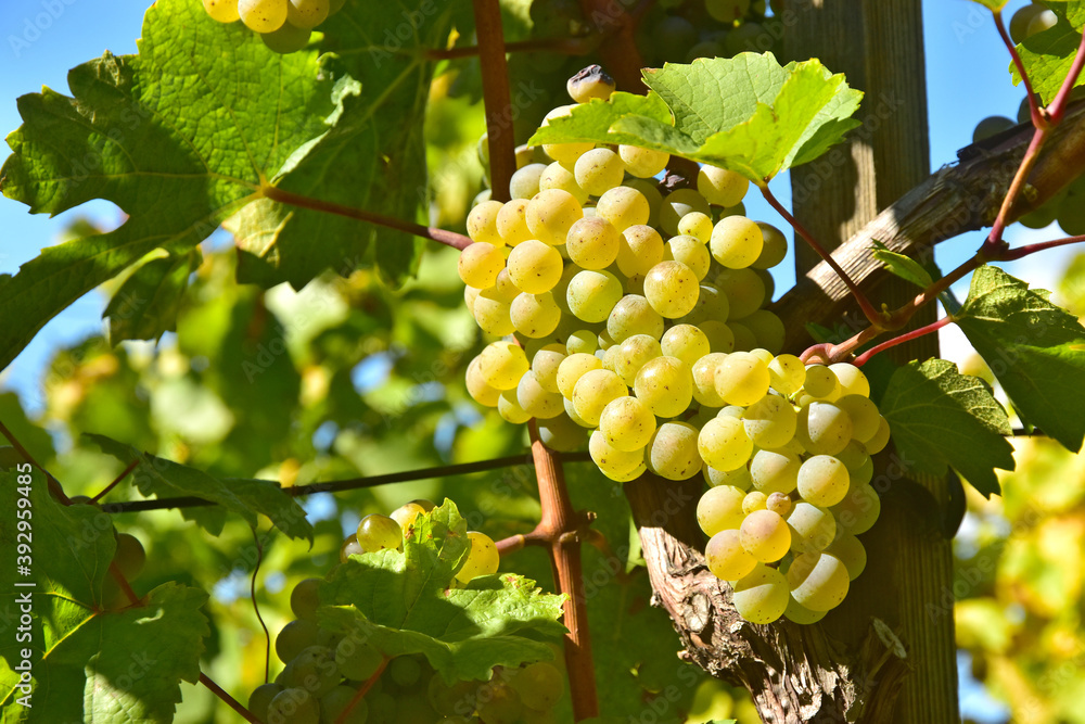 custom made wallpaper toronto digitalBerry grape of grapevine fruit grapes