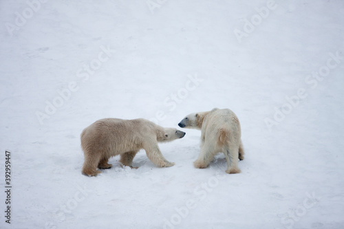 Polar Bears Playing on Snow Slope, Svalbard, Norway