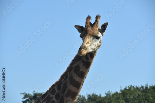Canvas Print giraffe in the zoo