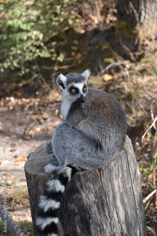 Fototapeta premium Lemur sitting in the sun
