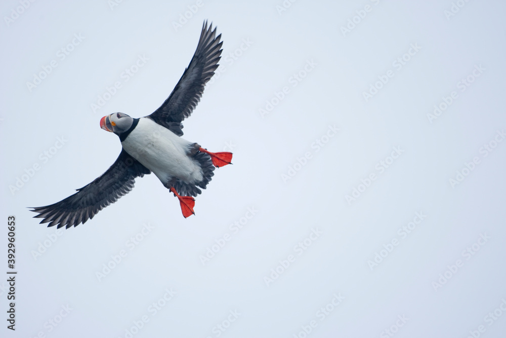 Atlantic Puffin, Svalbard, Norway Atlantic Puffin, Svalbard, Norway