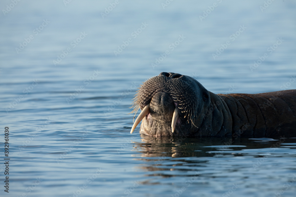 Fototapeta premium Walrus, Svalbard, Norway