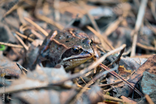 Portrait of an earthen frog in the forest close-up. © Anatoliy