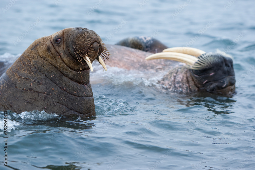 Fototapeta premium Walrus, Svalbard