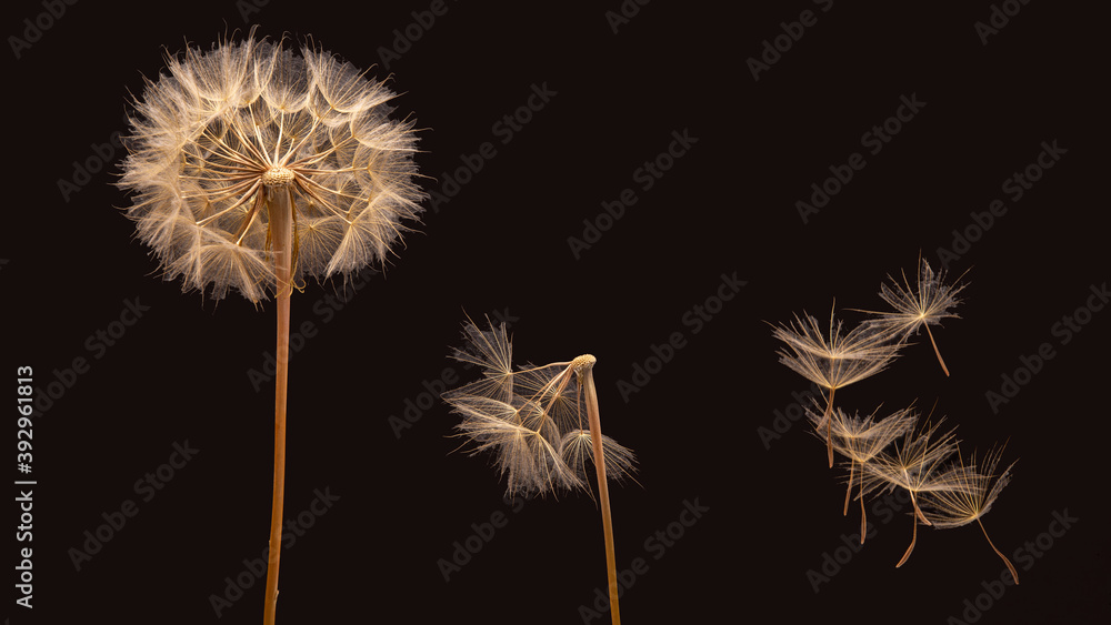 Dandelion seeds flying next to a flower on a dark background Dandelion seeds flying next to a flower on a dark background