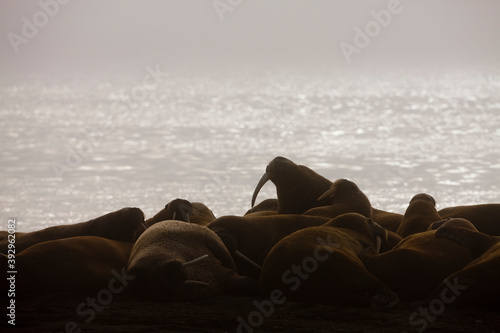 Walrus, Svalbard