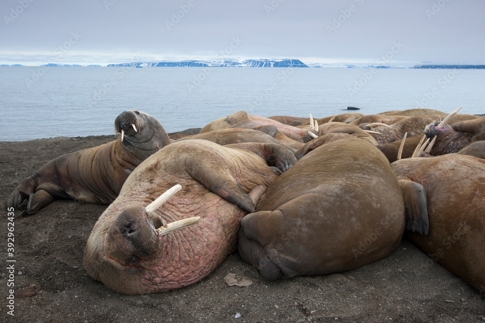 Fototapeta premium Walrus, Svalbard