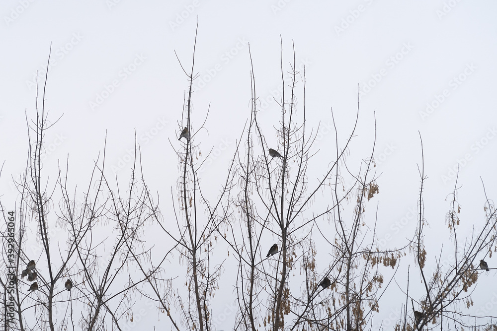 Sparrow birds sit on a linden tree. Sparrow birds sit on a linden tree.